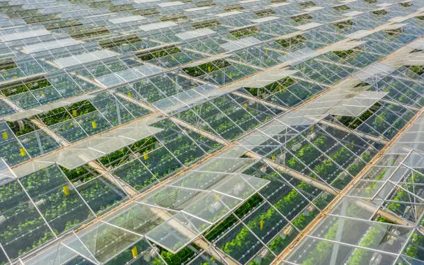 Aerial view of greenhouse area with vegetables