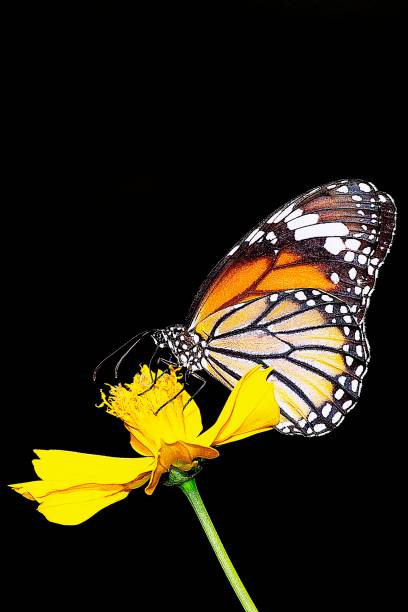 istock Butterfly drinking juice from flower - black background. 1157278439