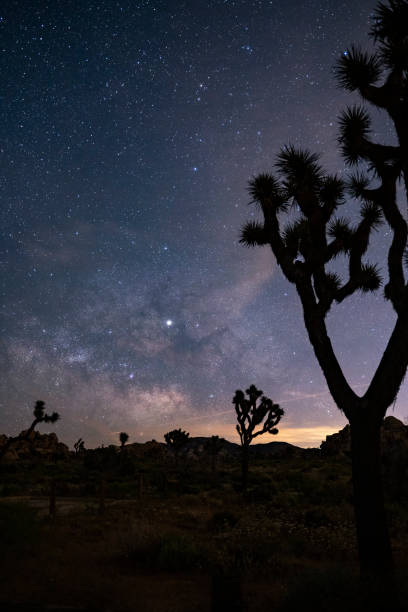 istock Milky Way and Joshua Tree 1157279129