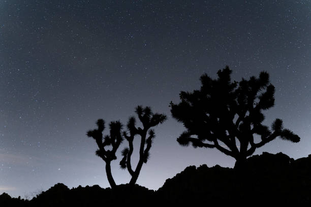 istock Silhouette Joshua trees remind still under the stars 1157279132