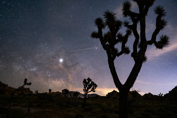 istock Milky Way and Joshua Tree National Park 1157279139