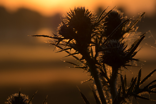 A closeup of growing dried flower isolated in blurred background