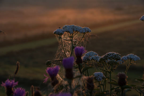 Daybreak scene over the country in the Limburg region