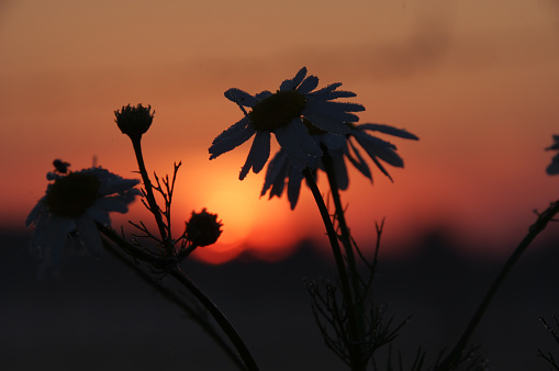 Daybreak scene over the country in the Limburg region