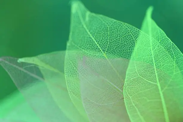 Skeleton green Leaf Set Macro.skeletonized leaf close-up on green blurred background.Group of skeleton leaves.Macro structure delicate skeletonized leaf.