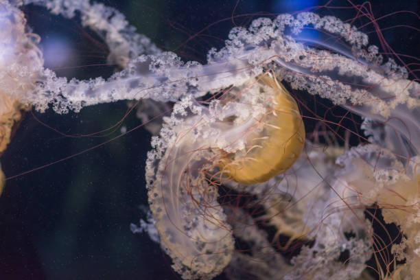 istock Beautiful poisonous jellyfish swimming background 1157281020