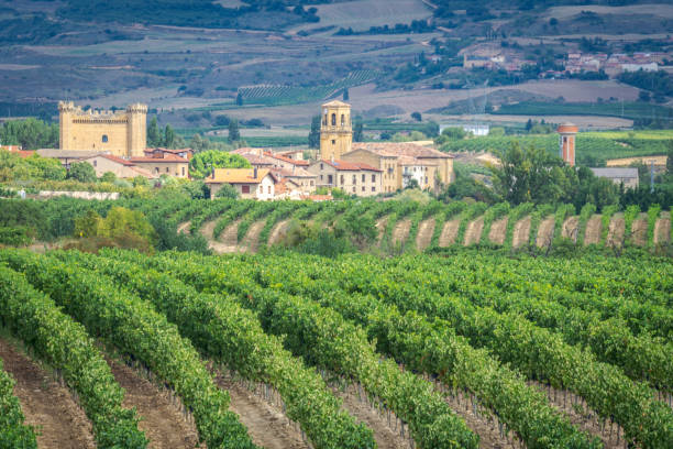 Vineyards with Sajazarra village as background, La Rioja, Spain stock photo