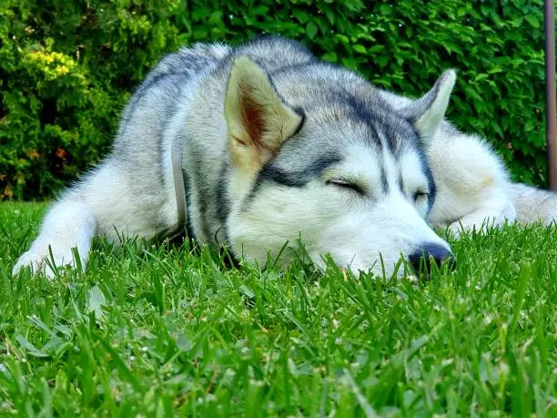 Photo of Husky sleeping in a backyard