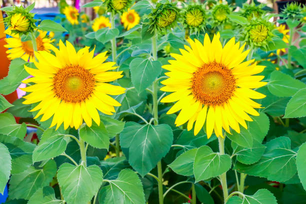 istock sunflowers blooming with leaf on green natural background. 1157282906