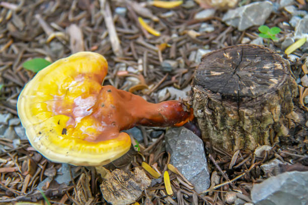 Yellow wild mushrooms on stumps in nature.