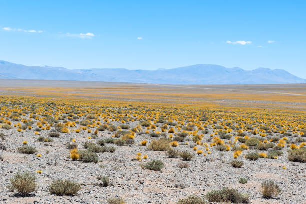 prateria puna di puna secca, argentina - argentinian culture foto e immagini stock