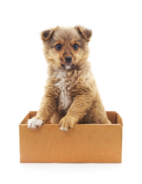 istock Puppy in the box. 1157284163