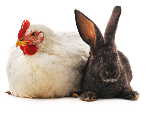 Rabbit and chicken isolated on a white background.