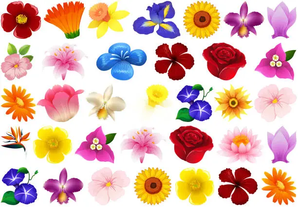 Vector illustration of Set of different flower