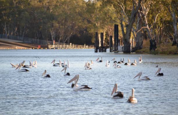 Many pelican water birds on the Murray River in Mildura at sunrise in peaceful scenery stock photo