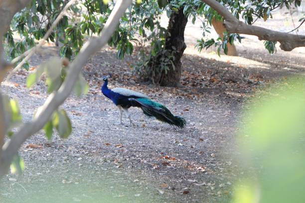istock Beautiful peacock in garden 1157287016