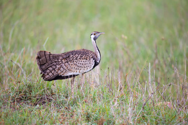 istock Indigenous gray bird is standing in the grass and looking 1157288525