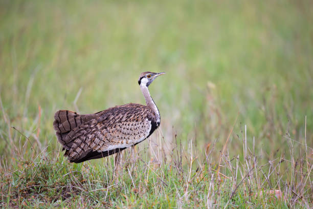 istock Indigenous gray bird is standing in the grass and looking 1157288529