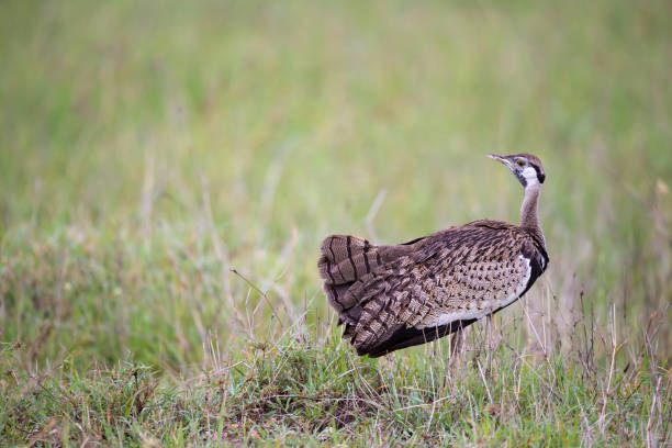 istock Indigenous gray bird is standing in the grass and looking 1157288660