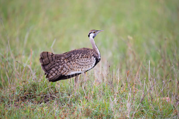 istock Indigenous gray bird is standing in the grass and looking 1157288736