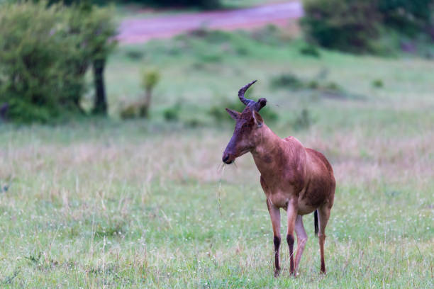 istock Topi antelopes are standing in the tall grass between different bushes 1157288987