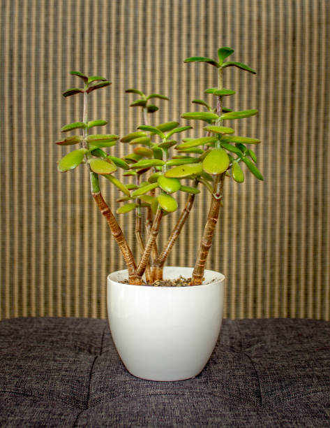 istock Cactus in with pot with brown textile background 1157288988