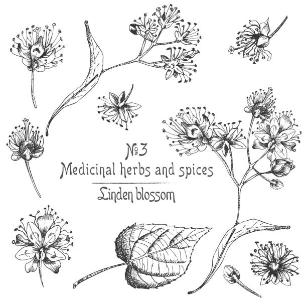 Set of Linden blossom hand drawn patterns with flowwer, lives and branch in black color on white background. Retro vintage graphic design Botanical sketch drawing Set of Linden blossom hand drawn patterns with flowwer, lives and branch in black color on white background. Retro vintage graphic design Botanical sketch drawing, Vector illustration. tilia stock illustrations