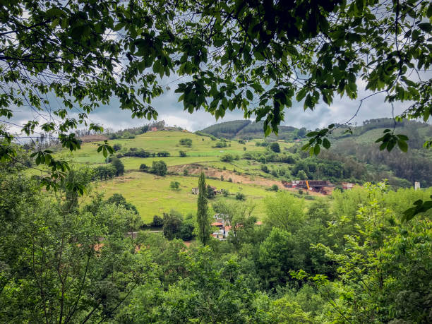 istock Summer landscape with green hills, rural country, view through branches 1157292525