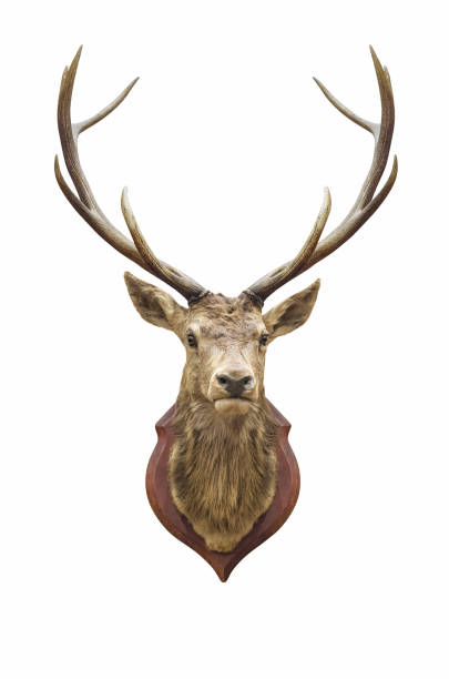 Stuffed deer head. Stuffed deer head isolated on white with clipping path. taxidermy stock pictures, royalty-free photos & images