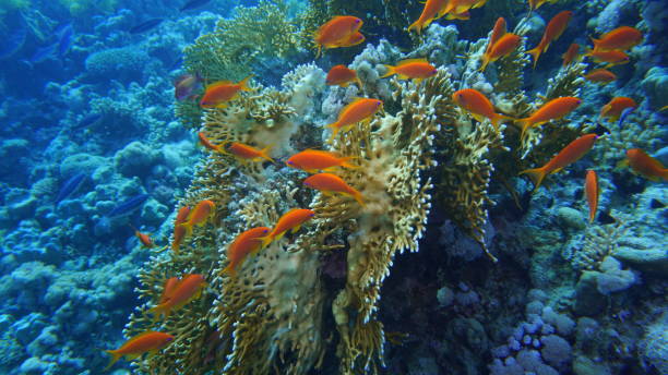 istock Diving Sharm el Sheik 1157294217