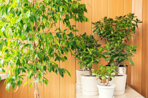 istock Collection of houseplants on a rustic background 1157296084