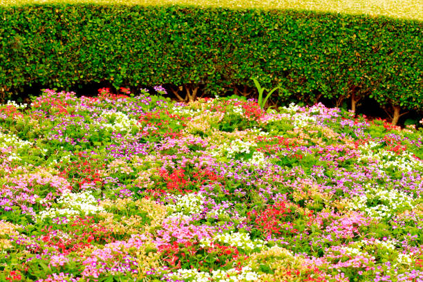 istock flowers bloom in the garden for natural background 1157296765