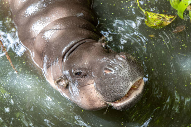 istock Pygmy hippopotamus that opens its mouth in water 1157298137