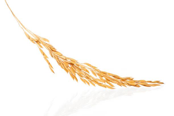 Jasmine rice paddy on white background, top view