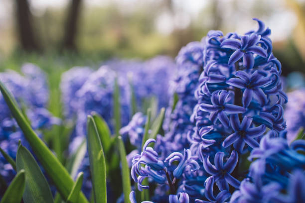 istock Close-Up Of Purple Crocus Flowers 1157303307