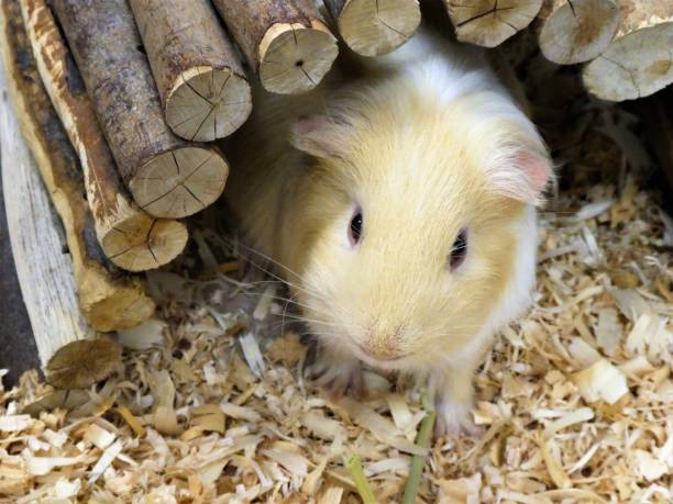 istock Pet Guinea Pig Under a Wooden Shelter 1157306175