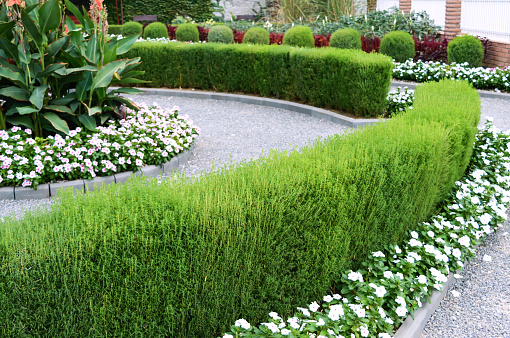 Beautiful design of the yard. Blooming flower beds and hedges. Flowers and ornamental shrubs in the yard.