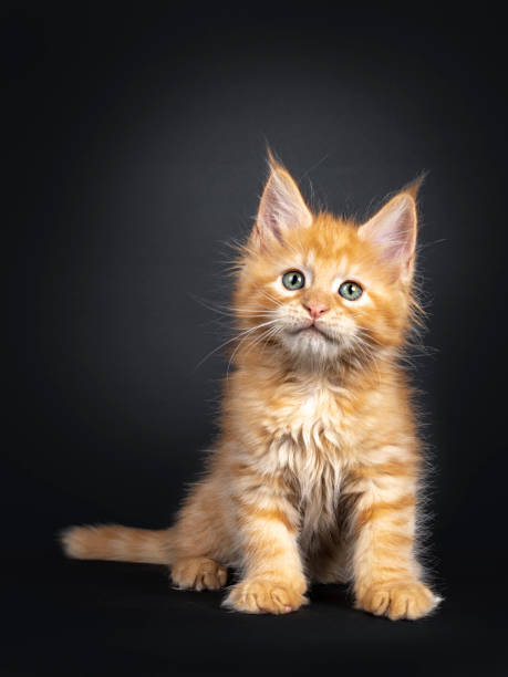 istock Red Maine Coon kitten on white 1157306918