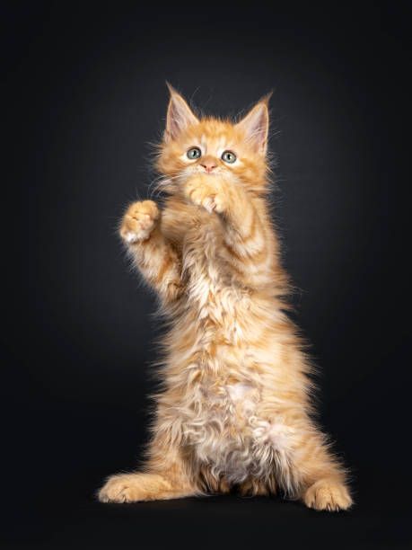istock Red Maine Coon kitten on white 1157306967