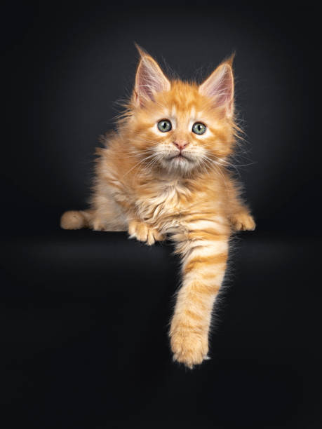 istock Red Maine Coon kitten on white 1157306969