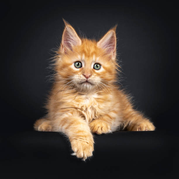 istock Red Maine Coon kitten on white 1157306974