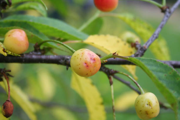 istock Sour cherries fruit on branch damaged by insect. 1157308206