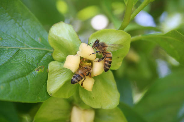 istock Honey bees on yellow persimmon tree flower on branch. 1157308382