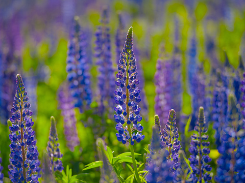 Wild flowers lupins bloom in a field on a sunny summer day