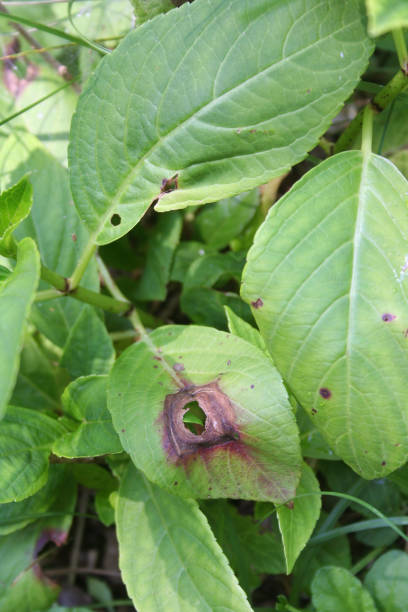 istock Hydrangea or Hortensia leaves with disease in the garden. 1157308517