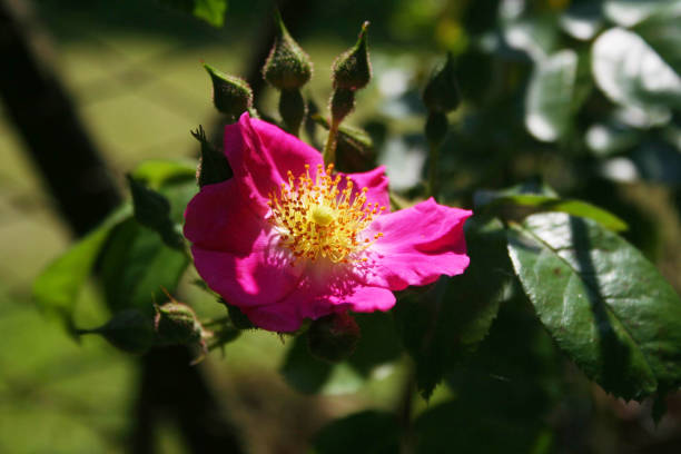 istock Pink climbing rose bush in bloom 1157308833
