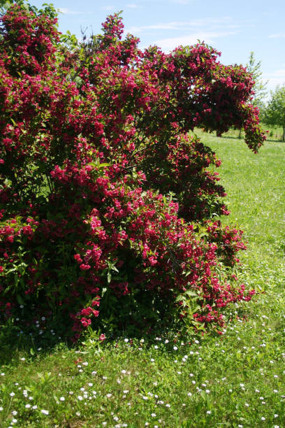 istock Weigelia bush in bloom 1157308844