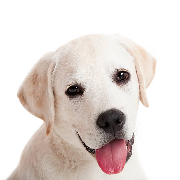 istock A golden Labrador puppy looking happy 115730928