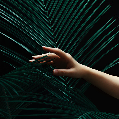 Female hand with palm leaves on a black dark background. Dark light, stylish beauty composition