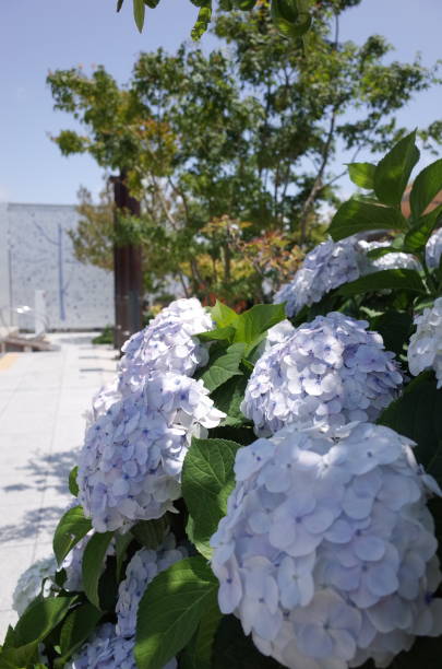 istock Hydrangea bush in Fukuoka, Japan 1157312212